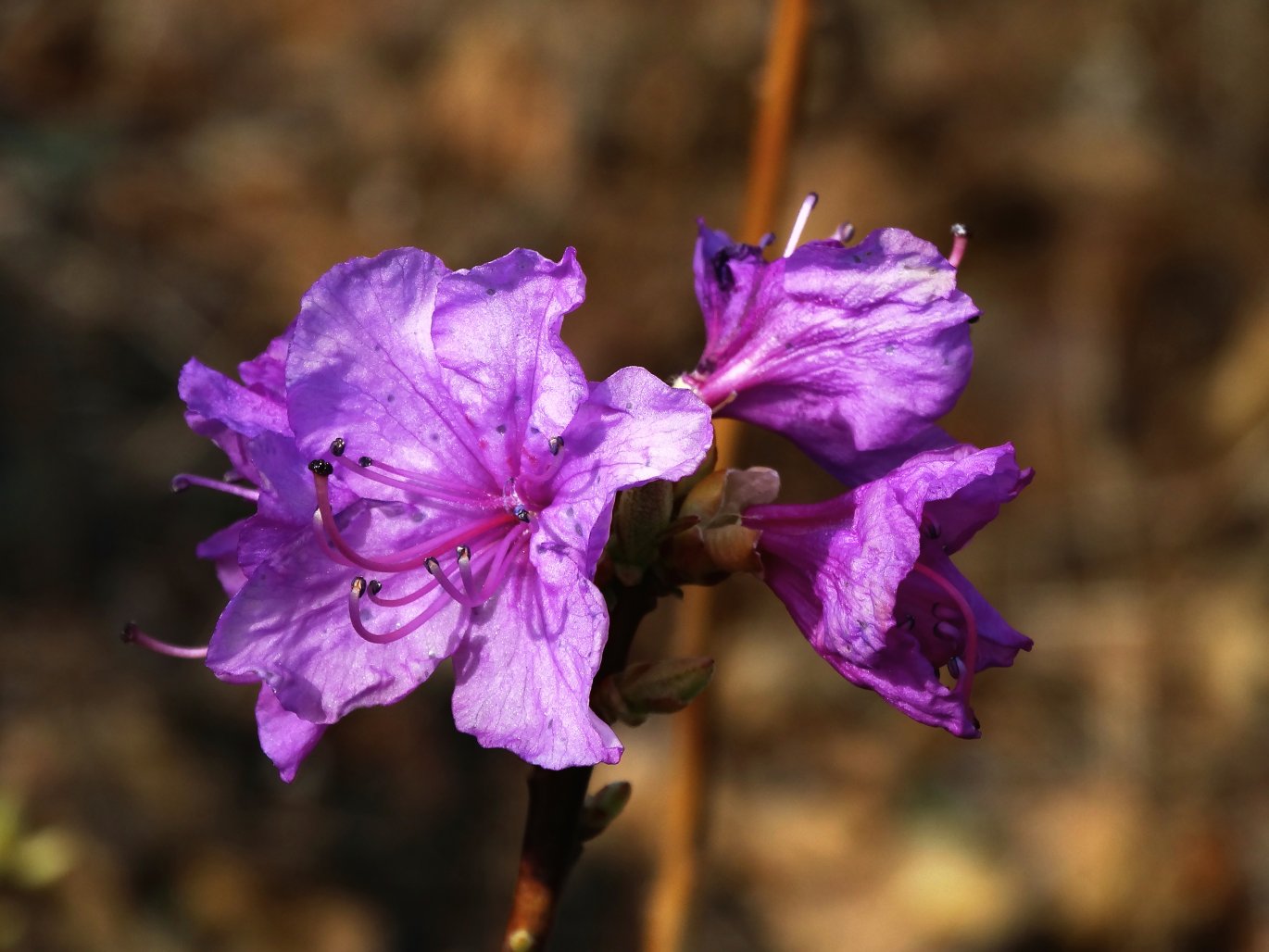 Image of Rhododendron mucronulatum specimen.