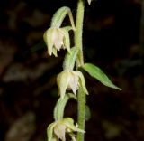 Epipactis microphylla