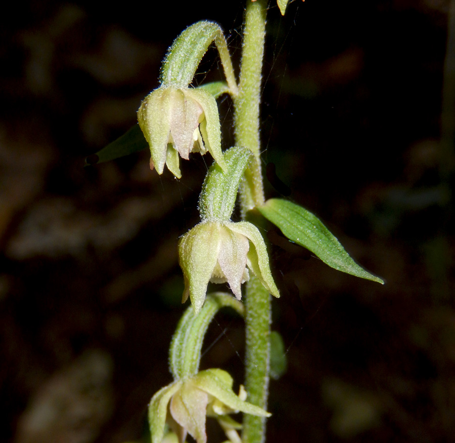 Изображение особи Epipactis microphylla.