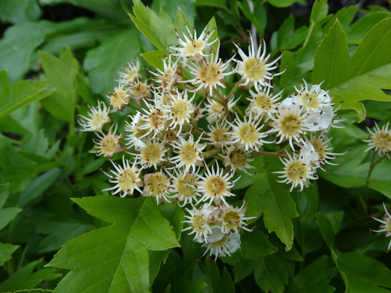 Image of Crataegus pinnatifida specimen.