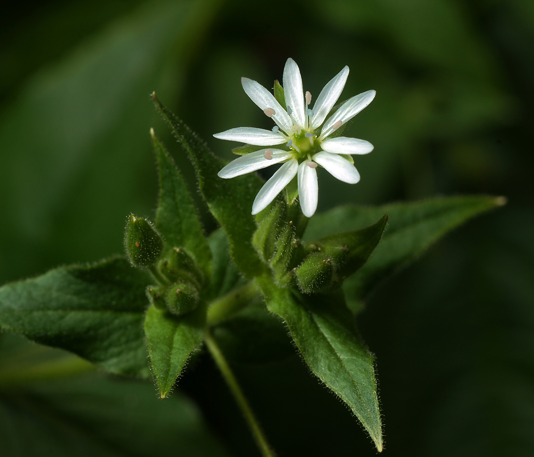 Изображение особи Myosoton aquaticum.