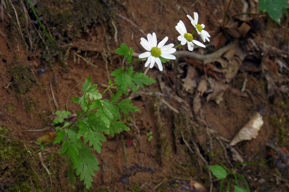 Image of Pyrethrum parthenifolium specimen.