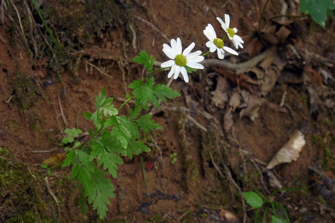 Изображение особи Pyrethrum parthenifolium.