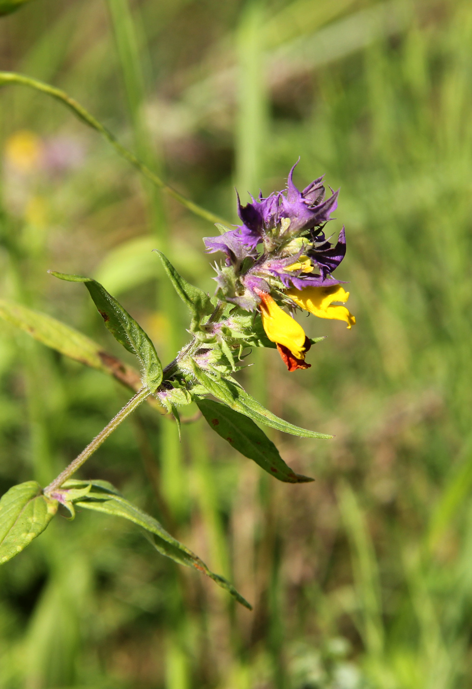 Изображение особи Melampyrum nemorosum.