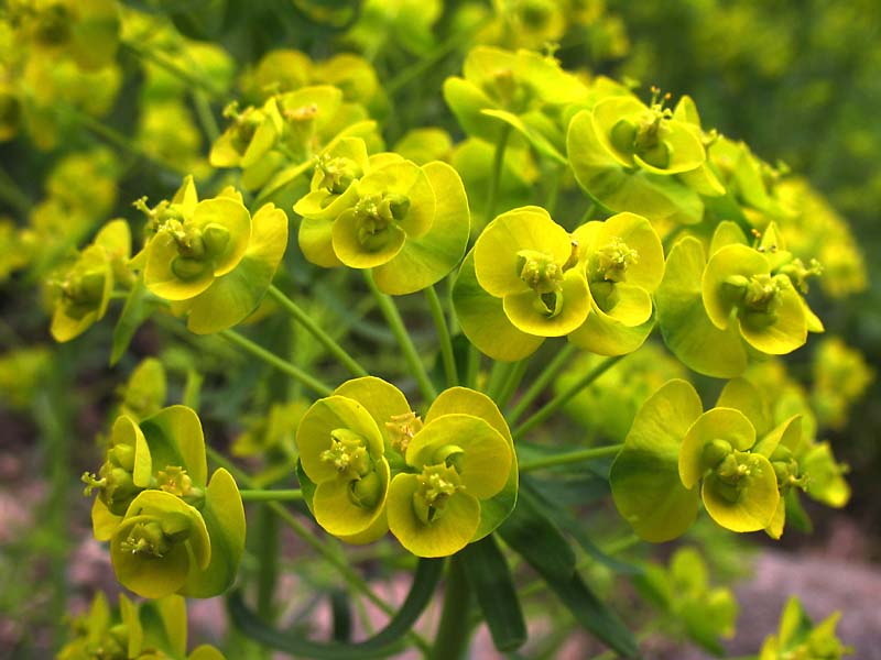 Изображение особи Euphorbia cyparissias.