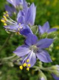 Polemonium acutiflorum. Цветки. Иркутская обл., Иркутский р-н, дер. Позднякова, зарастающая гарь на бывшем торфяном болоте. 08.07.2016.