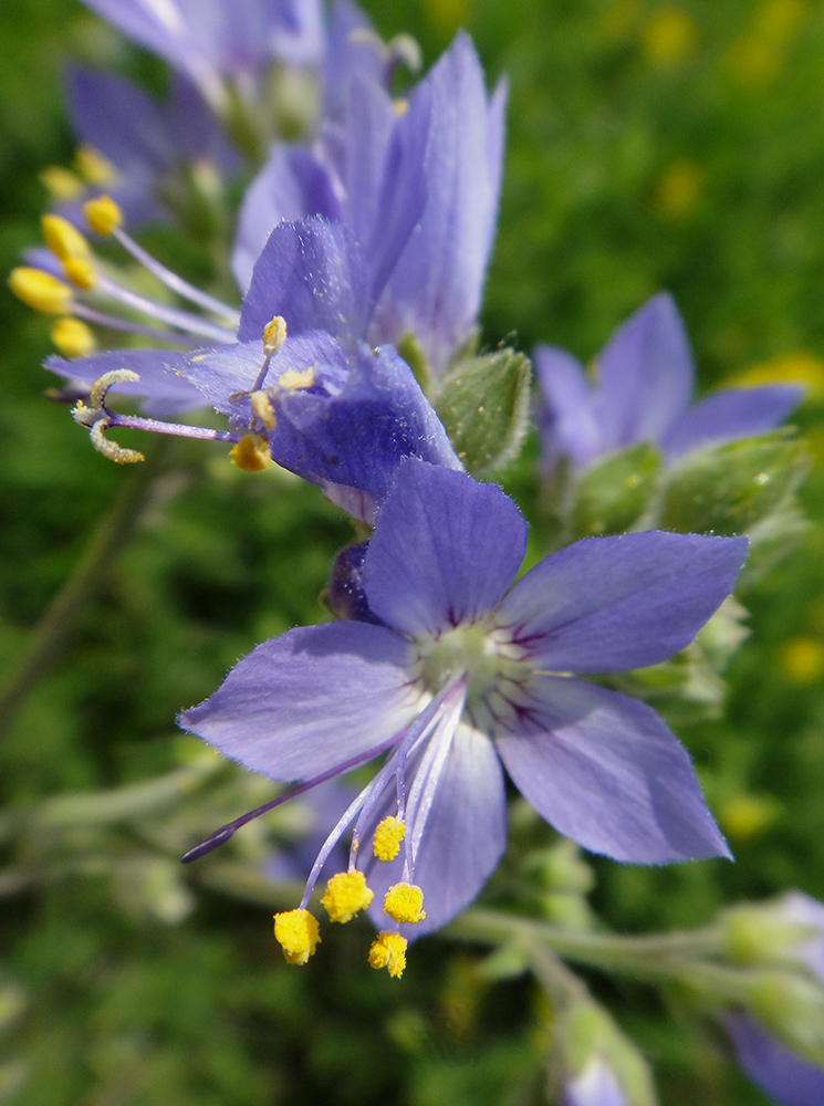 Изображение особи Polemonium acutiflorum.