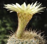 genus Echinopsis