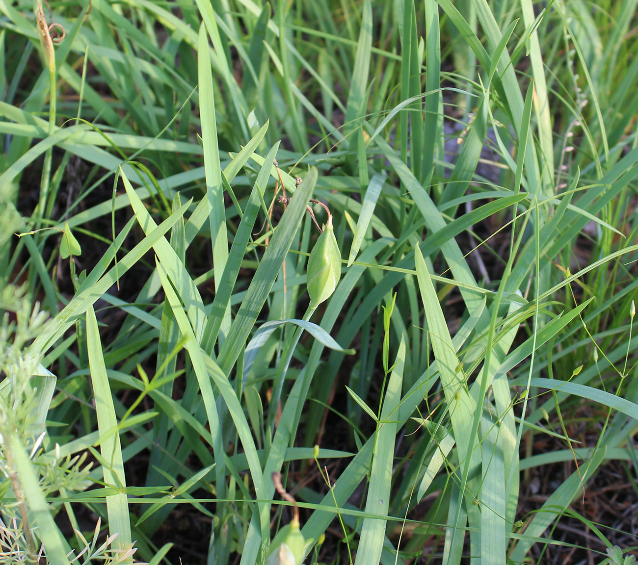 Image of Iris pineticola specimen.