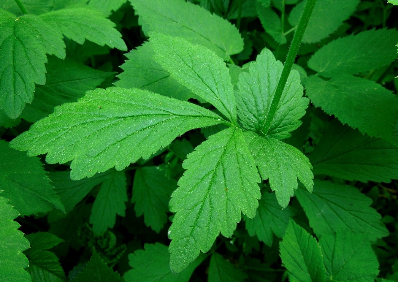 Image of Geum urbanum specimen.