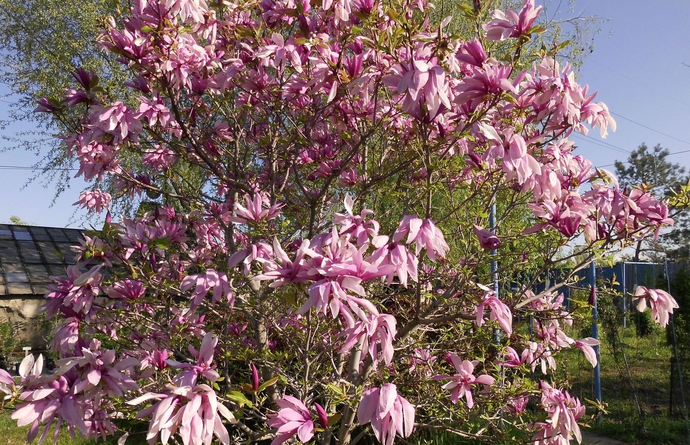 Image of Magnolia liliiflora specimen.