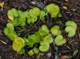 Asarum europaeum