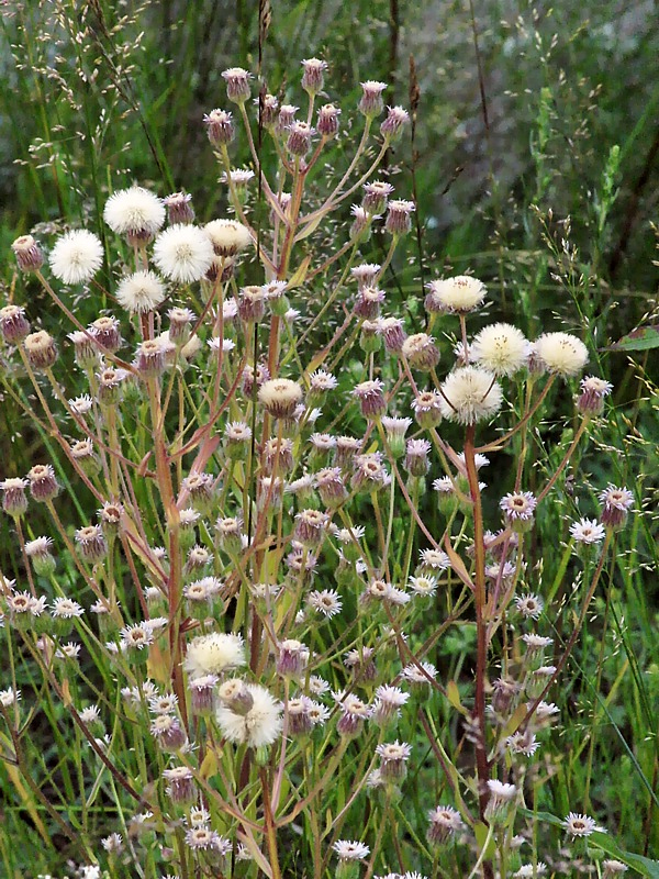 Image of Erigeron acris specimen.