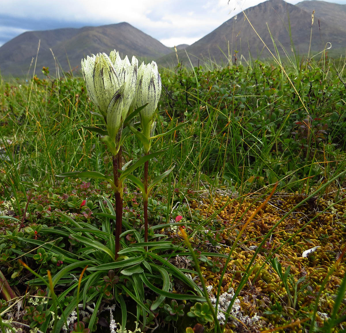 Изображение особи Gentiana algida.