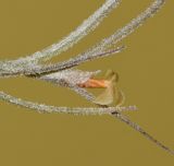 Tillandsia usneoides. Цветок на верхушке побега. Израиль, Шарон, г. Тель-Авив, ботанический сад тропических растений. 21.06.2016.