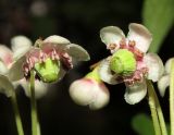 Chimaphila umbellata