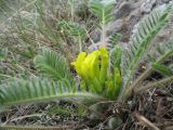 Astragalus chlorodontus. Цветущее растение. Казахстан, Сев. Тянь-Шань, хр. Кетмень, пер. Кегень, основание известняковых скальных выходов, ≈ 1800 м н.у.м. 22 апреля 2016 г.