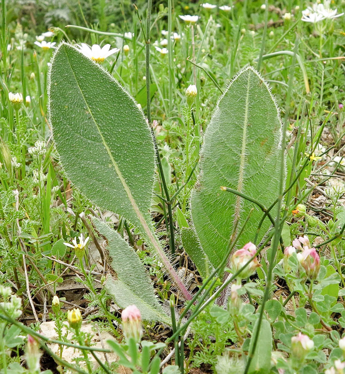 Изображение особи Anchusa strigosa.