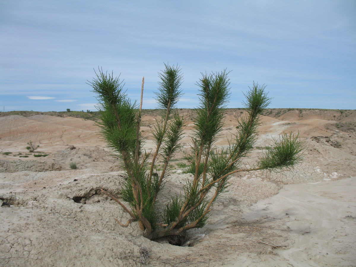 Image of Haloxylon persicum specimen.