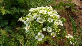 Redowskia sophiifolia