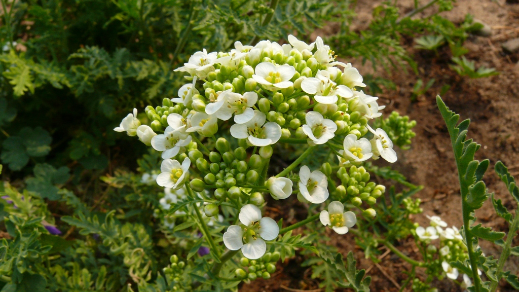 Image of Redowskia sophiifolia specimen.