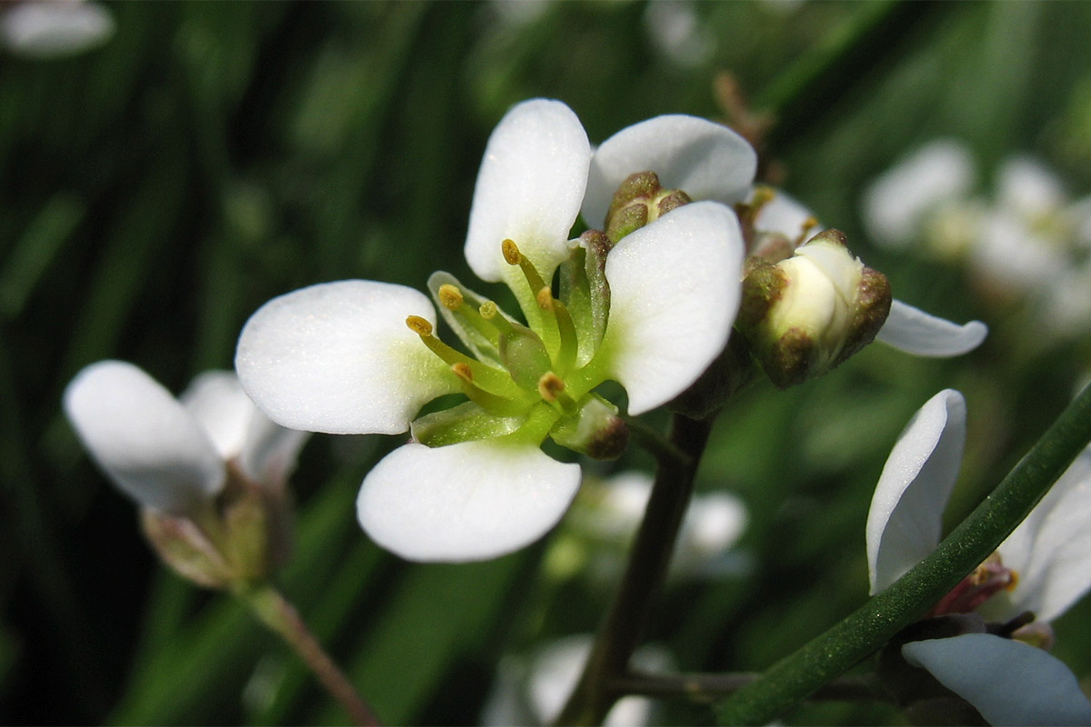 Изображение особи Cochlearia anglica.