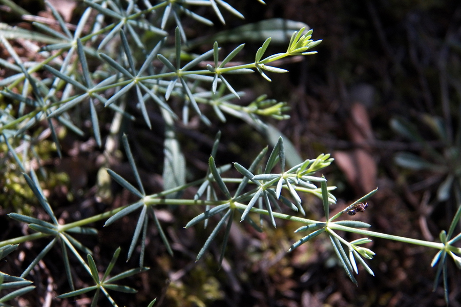 Image of Galium biebersteinii specimen.