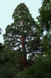 Sequoiadendron giganteum