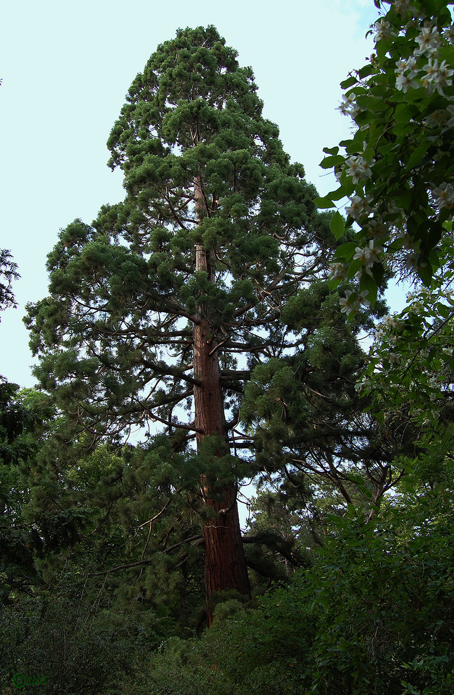 Изображение особи Sequoiadendron giganteum.