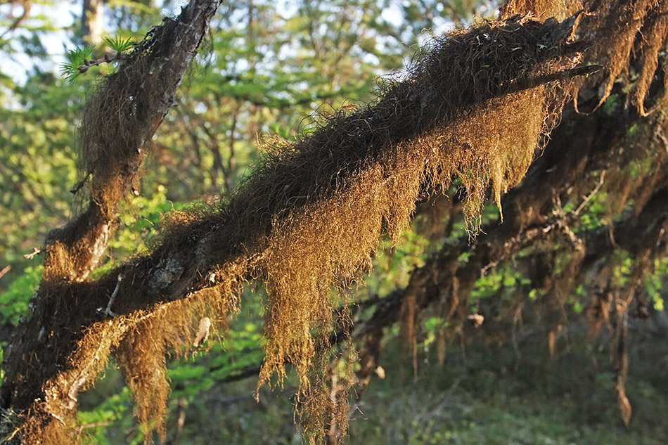 Image of genus Bryoria specimen.