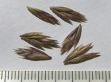 Festuca djimilensis