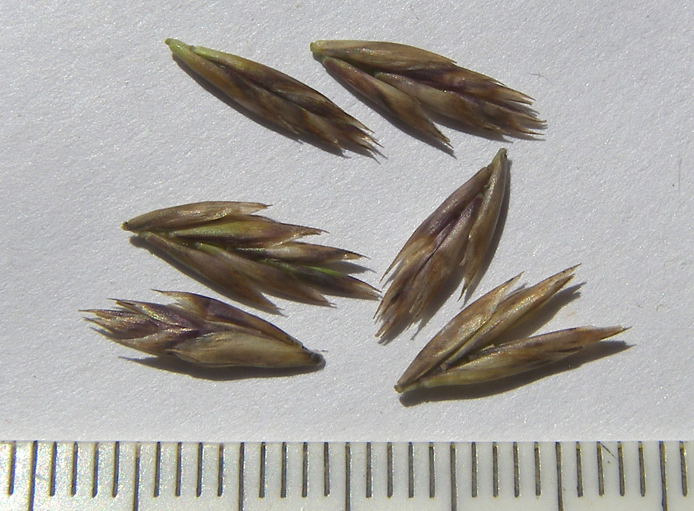 Image of Festuca djimilensis specimen.