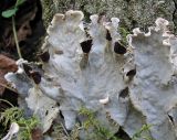 genus Peltigera