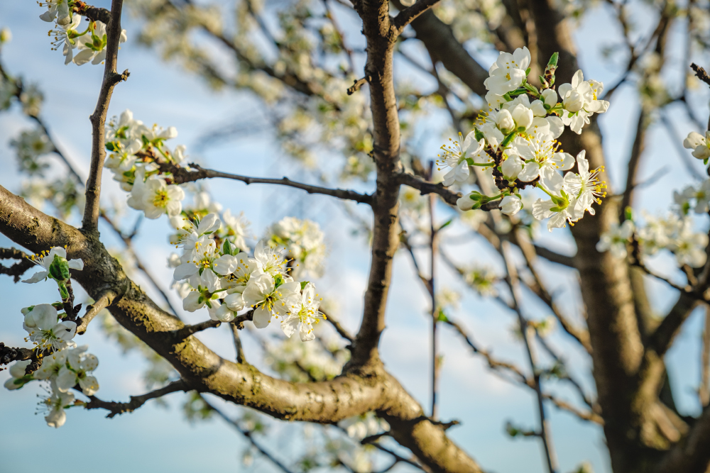 Изображение особи род Prunus.