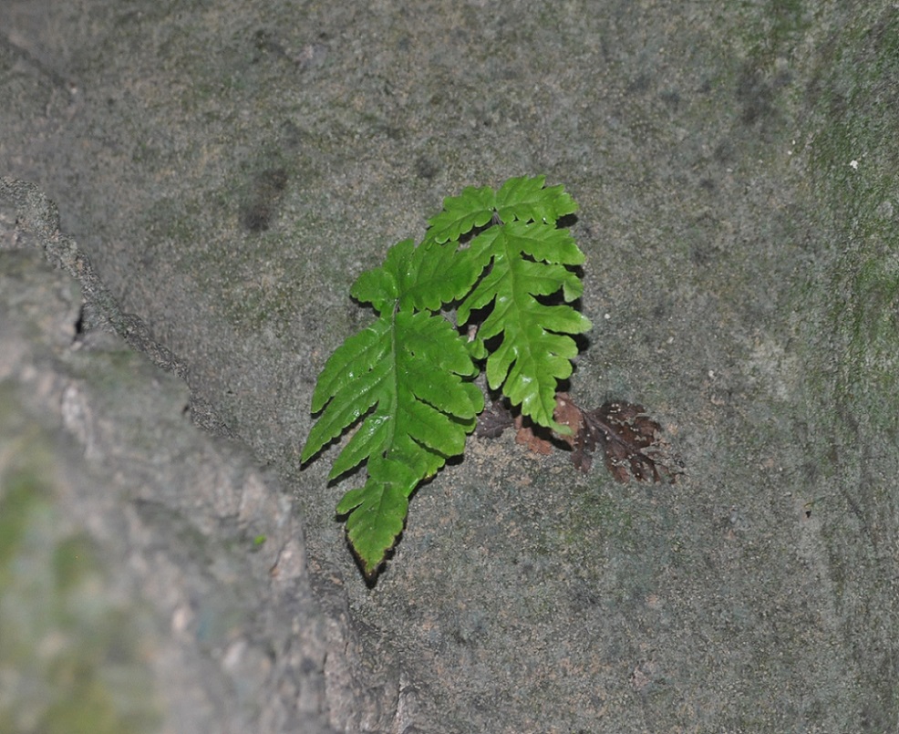 Image of class Polypodiopsida specimen.