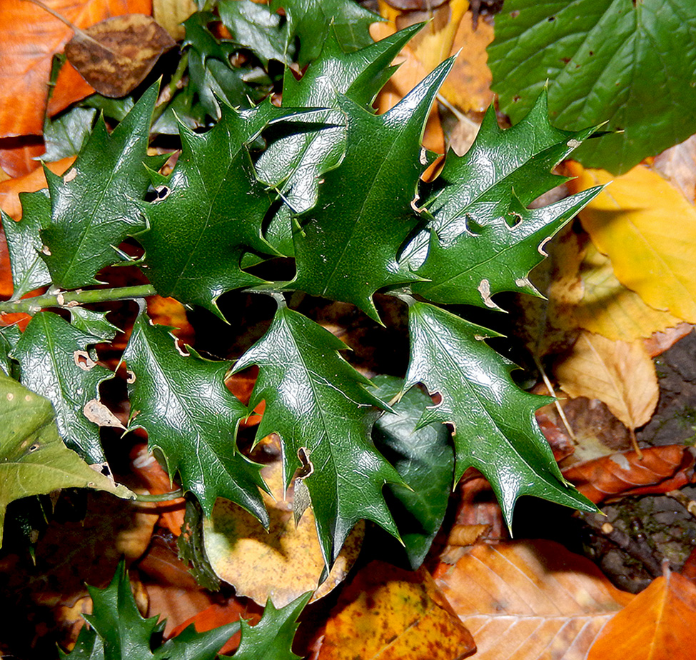 Image of Ilex colchica specimen.