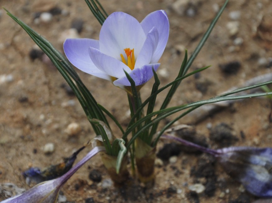 Изображение особи Crocus biflorus.