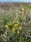 Caragana mollis