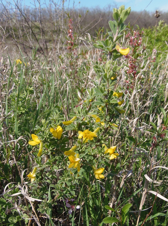 Image of Caragana mollis specimen.