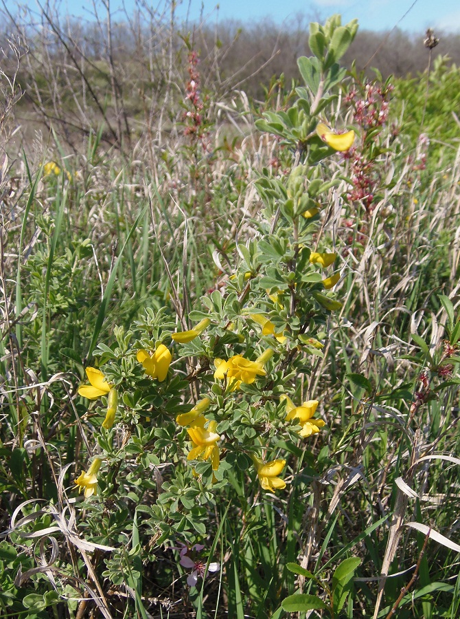 Image of Caragana mollis specimen.