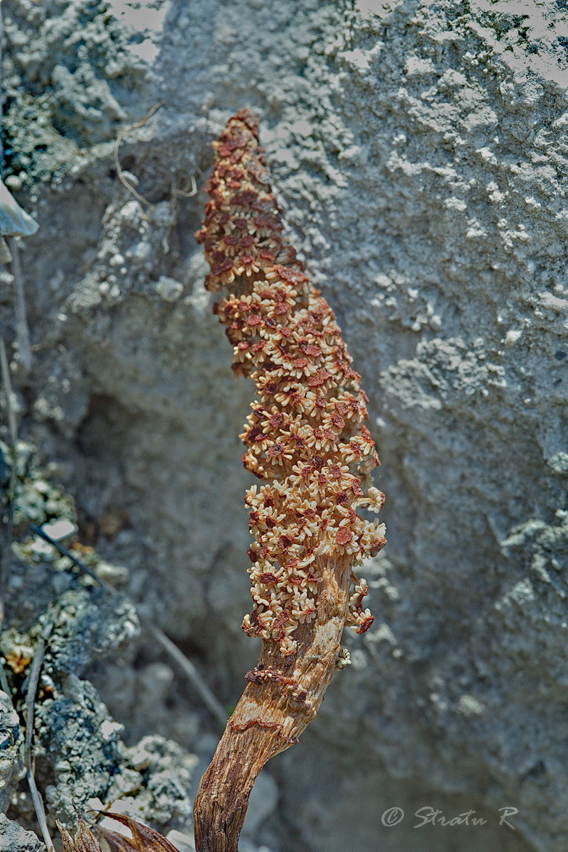 Изображение особи Equisetum telmateia.