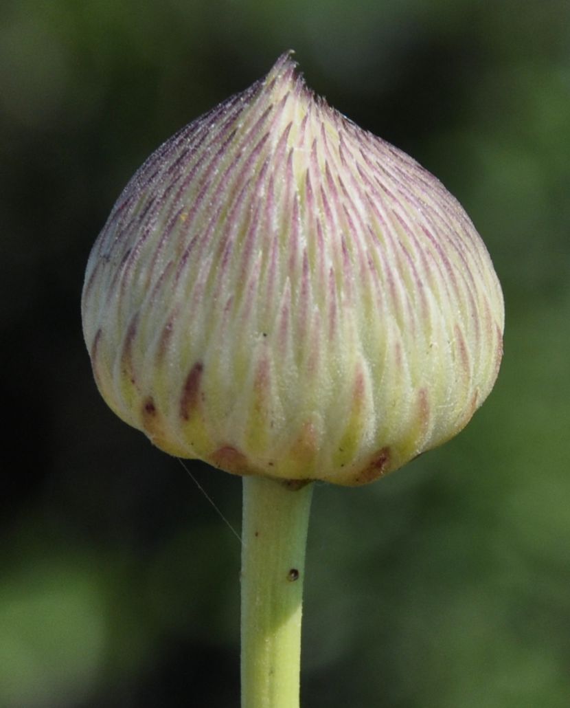 Image of Cephalaria ambrosioides specimen.