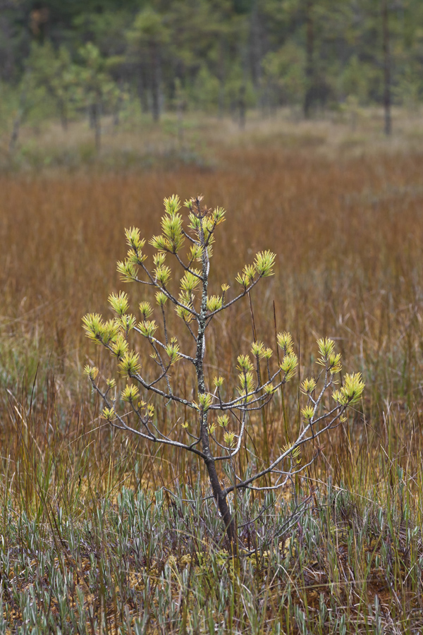 Изображение особи Pinus sylvestris.