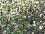 genus Erophila