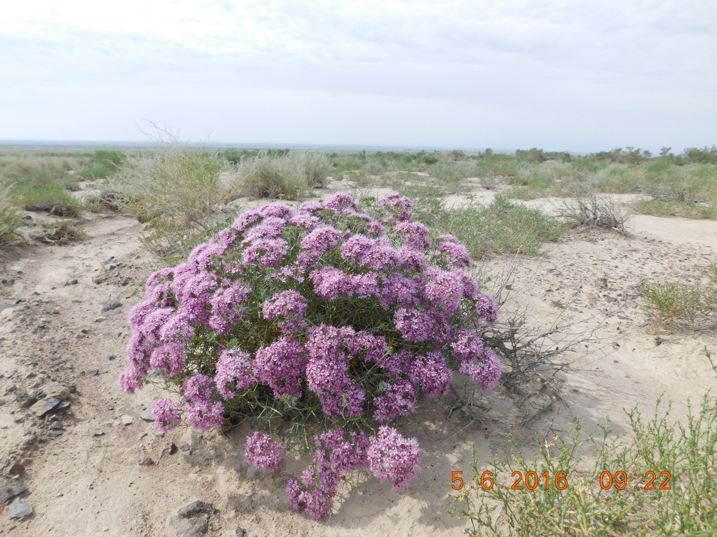 Изображение особи Acanthophyllum pungens.