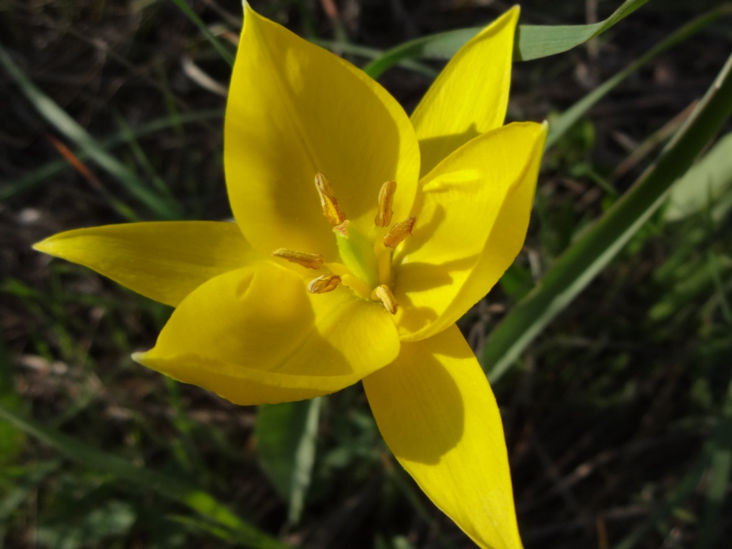 Image of Tulipa biebersteiniana specimen.