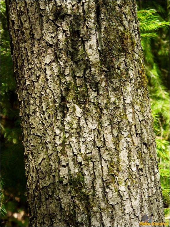 Image of Quercus robur specimen.
