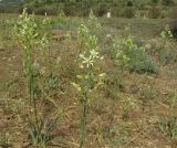 Ornithogalum pyrenaicum. Цветущие растения. Крым, Карадагский заповедник, биостанция, степная терраса. 13 мая 2017 г.