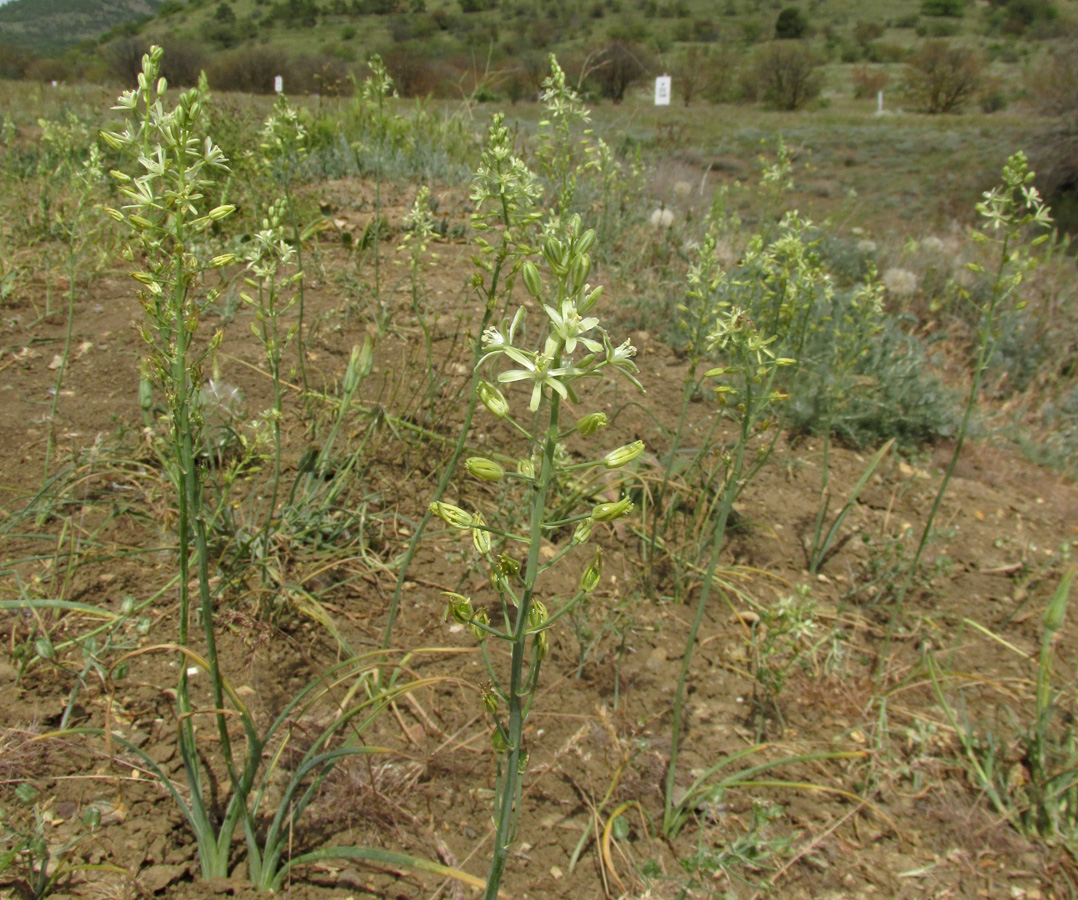 Image of Ornithogalum pyrenaicum specimen.