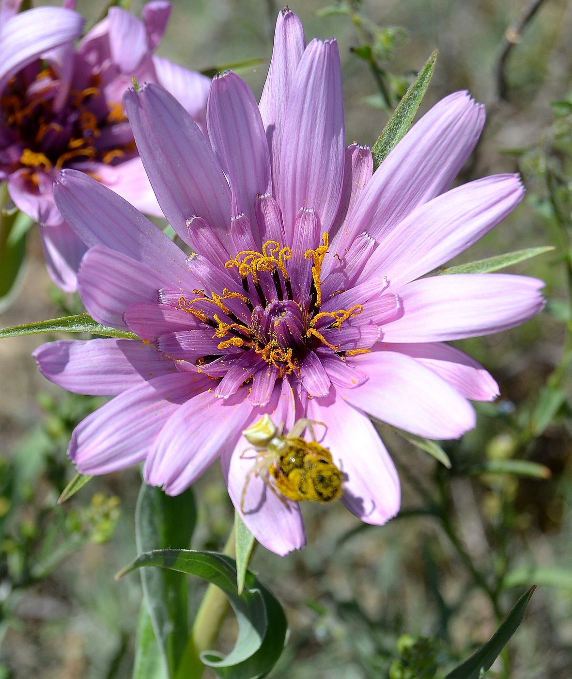 Изображение особи Tragopogon marginifolius.